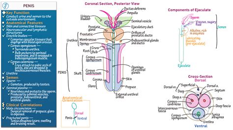 dick pis|Category : Anatomy of the human penis